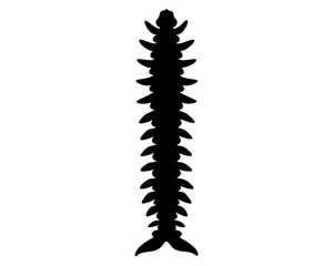 Spine Vector Illustration | Spine Silhouette SVG Design for Medical, Anatomy, Chiropractic, and Craft Projects