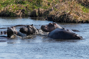 Nilpferde im Grenzgebiet von Namibia zu Botswana im Fluss