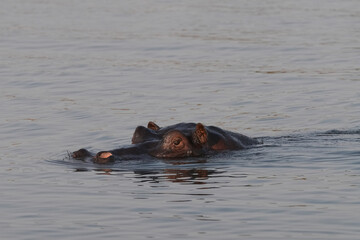 Fototapeta premium Nilpferd taucht mit dem Kopf aus dem Fluss auf