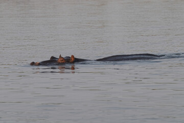 Nilpferde im Grenzgebiet von Namibia zu Botswana im Fluss