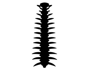 Spine Vector Illustration | Spine Silhouette SVG Design for Medical, Anatomy, Chiropractic, and Craft Projects