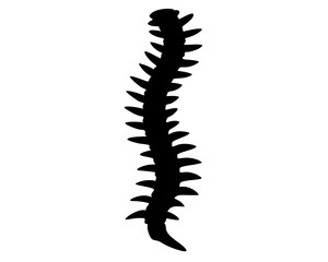 Spine Vector Illustration | Spine Silhouette SVG Design for Medical, Anatomy, Chiropractic, and Craft Projects