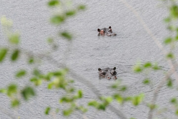 Nilpferde im Grenzgebiet von Namibia zu Botswana im Fluss