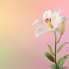 Obraz premium lily on subtle watercolor texture,