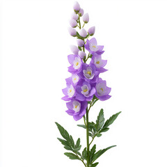 minimal delphinium pastel outline,