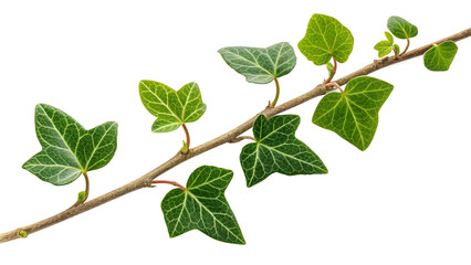 Fototapeta premium green leaves isolated on white background transparent.