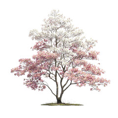 Obraz premium Stunning Dogwood Tree in Full Bloom Pink and White Blossoms Spring Nature Scene