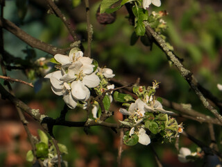Close-Up of Fading Apple Blossoms on a Branch