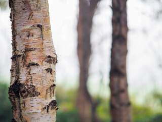 Birch tree in focus, forest in a mist out of focus. Calm and relaxing nature scene. Fog in a park. Nobody.