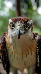 Close-up view of a raptorial bird's intense gaze.