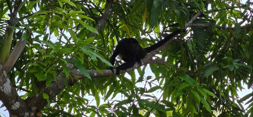 Monkeying around: Howler Monkey in a tree