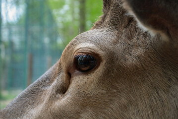 Close-up of deer eyes. Animal close-up at rehabilitation center