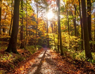 Obraz premium Beautiful sunlit forest path covered with colorful autumn leaves. Warm golden sunlight filters through the trees, creating a peaceful and enchanting atmosphere perfect for a serene walk through nature