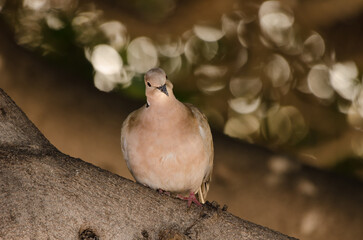 Barbary dove Streptopelia risoria preening. Las Palmas de Gran Canaria. Gran Canaria. Canary Islands. Spain.