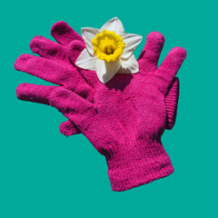 Narcissus flowerhead on red wool gloves isolated against blue background.