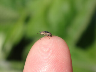 Pea leaf weevil (Sitona lineatus) sitting on a human finger