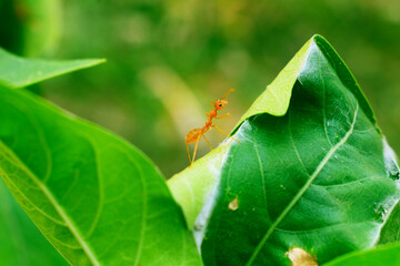 ant on leaf side view close up rea ant