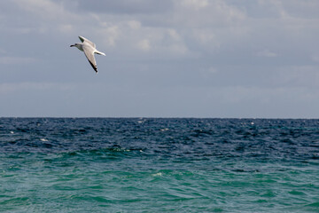 Gulls, or colloquially seagulls, are seabirds of the family Laridae in the suborder Lari. They are...