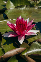 Lily flower on the river in nature