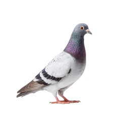 Obraz premium Pigeon with iridescent feathers stands gracefully against transparency background, showcasing its distinctive markings and curious expression