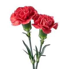 Two vibrant red carnations with lush green stems and leaves are beautifully displayed against transparency background, showcasing their delicate petals and natural elegance