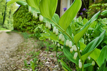 Obraz premium Close up of the hanging flowers of the Solomons Seal (Polygonatum multiflorum) also known as King Solomons-seal 