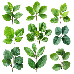 Vibrant green leaves collection nature plant photography bright light