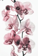 X-ray view of flowers - artistic floral composition