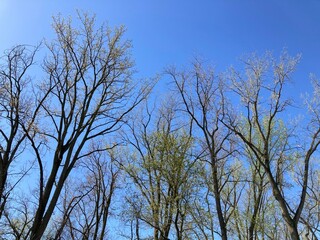 trees against blue sky in spring