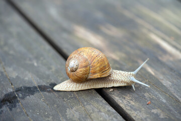 snail with a house