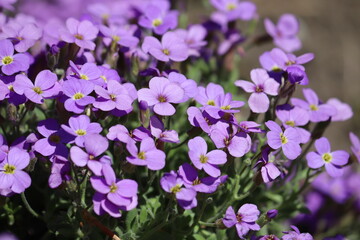 Purple flowers of Aubrieta deltoidea (purple rock cress) in spring garden