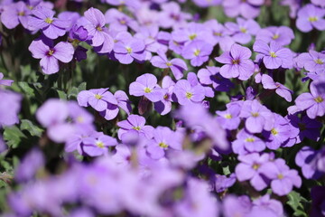 Purple flowers of Aubrieta deltoidea (purple rock cress) in spring garden