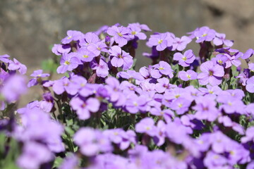 Fototapeta premium Purple flowers of Aubrieta deltoidea (purple rock cress) in spring garden