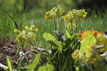 Flowering Primula veris (syn. Primula officinalis) or Common cowslip plants with yellow flowers in spring garden