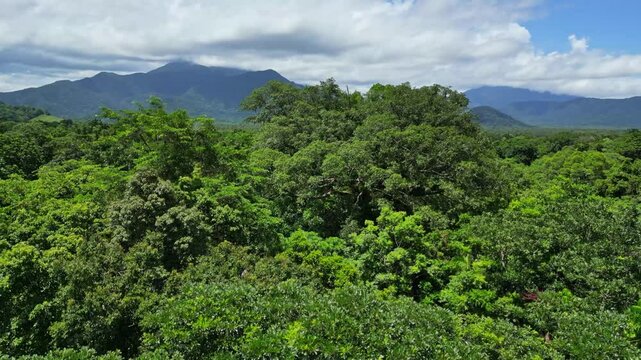 Close up aerial view of dense tropical rainforest canopy in biodiverse mountain landscape on a sunny day