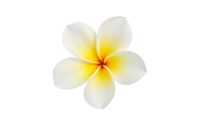 Fototapeta premium frangipani flower isolated on transparent background, Generative Ai