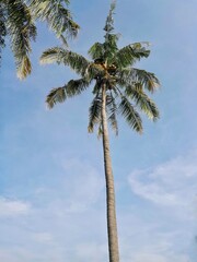 Obraz premium A towering coconut tree stands against a bright blue sky