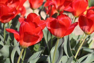 Red tulip flowers in spring garden