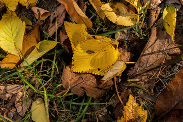 Bright yellow fallen leaves on autumn ground

