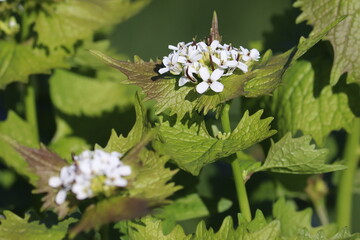 Flowering Garlic mustard (Alliaria petiolata) plant with white flowers and green leaves in spring...