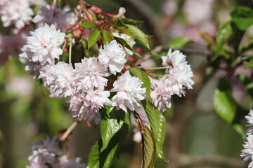Branch with double flowers of Japanese cherry (Prunus serrulata)