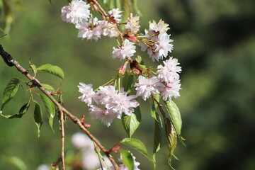 Branch with double flowers of Japanese cherry (Prunus serrulata)