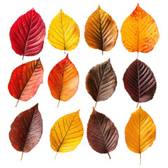 Obraz premium Autumn leaves display nature image collection vibrant colors close-up