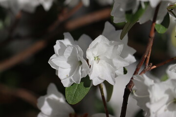 Flowering Rhododendron dauricum cultivar April Snow with white flowers in spring garden