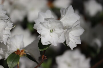 Obraz premium Flowering Rhododendron dauricum cultivar April Snow with white flowers in spring garden