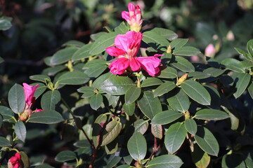 Flowering Rhododendron sanguineum ssp. sanguineum var. haemaleum with pink flowers in spring garden