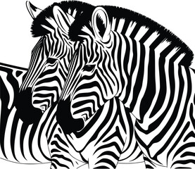 Fototapeta premium Bold Black And White Zebra Herd. Vector Illustration Isolated On White