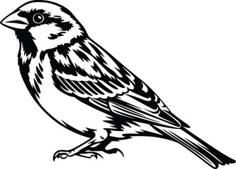Bold Black And White Sparrow Perched. Vector Illustration Isolated On White