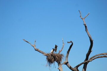 ninho de tuiuiu no pantanal brasileiro 