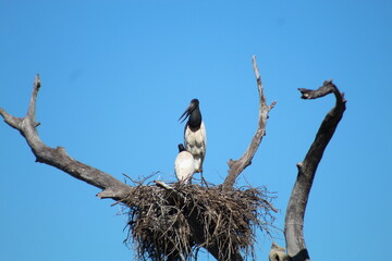ninho de tuiuiu no pantanal brasileiro 